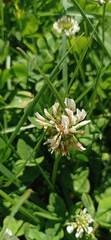 Trifolium repens