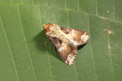 Condica imitata