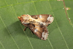 Condica imitata