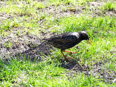 Sturnus vulgaris