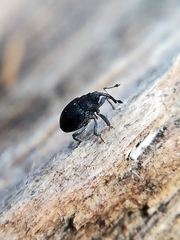 Ceutorhynchus obstrictus