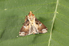 Condica imitata
