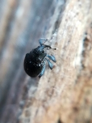 Ceutorhynchus obstrictus