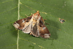 Condica imitata