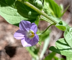 Convolvulus siculus
