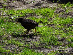 Sturnus vulgaris