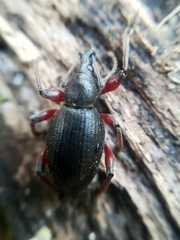 Otiorhynchus clavipes