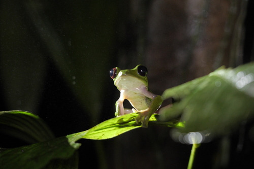 Gliding treefrog, Agalychnis spurrelli
