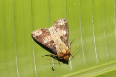 Condica imitata
