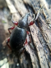 Otiorhynchus clavipes