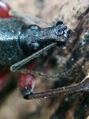 Otiorhynchus clavipes