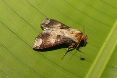 Condica imitata