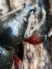 Otiorhynchus clavipes