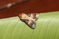 Condica imitata