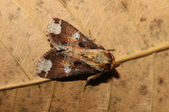 Condica imitata