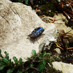 Chrysobothris chrysostigma