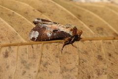 Condica imitata