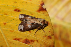 Condica imitata