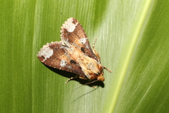 Condica imitata