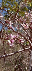 Lonchocarpus guatemalensis