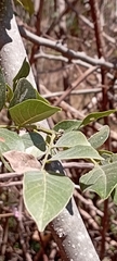 Lonchocarpus guatemalensis