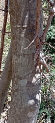 Lonchocarpus guatemalensis