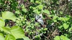 Protographium epidaus