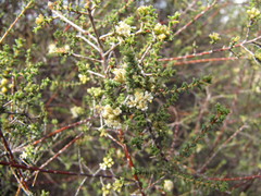 Macrostylis squarrosa