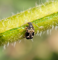 Callosobruchus maculatus