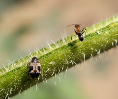 Callosobruchus maculatus