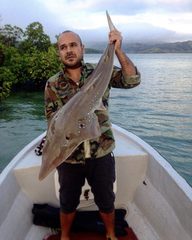 Rhynchobatus australiae