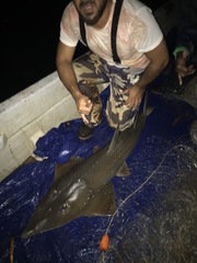 Rhynchobatus australiae