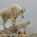 Mountain Goat - Photo (c) guyincognito, some rights reserved (CC BY-NC), uploaded by guyincognito