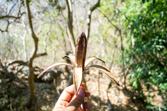 Cedrela salvadorensis