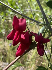 Lathyrus splendens
