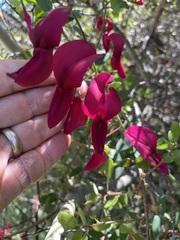 Lathyrus splendens