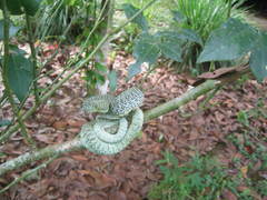 Bothrops bilineatus