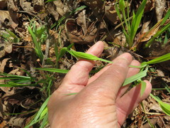Carex latebracteata
