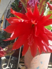 Disocactus ackermannii