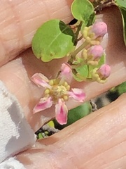 Malpighia emarginata