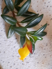 Nematanthus gregarius