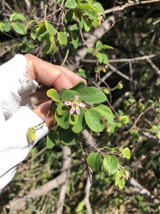 Malpighia emarginata