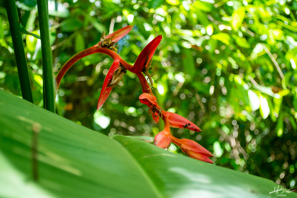 Heliconia mooreana