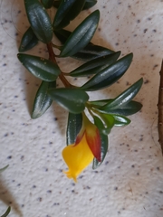 Nematanthus gregarius