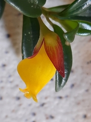 Nematanthus gregarius