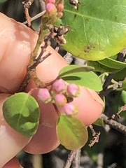Malpighia emarginata