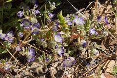 Phacelia davidsonii