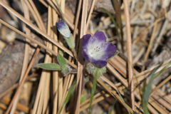 Phacelia davidsonii