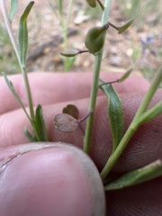 Lepidium virginicum virginicum