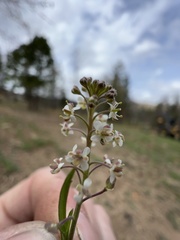 Lepidium virginicum virginicum